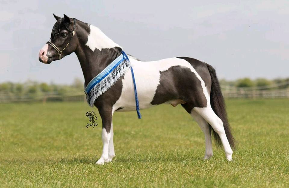 Blackmins American Miniature Horse Stud